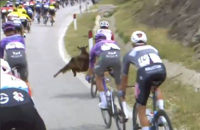 Une chèvre traverse la route en plein Tour d'Italie, un cycliste l'évite de justesse