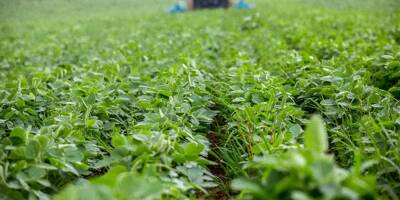 Dans l'Eure, un agriculteur a divisé par deux l'utilisation de pesticides sans perte de revenus