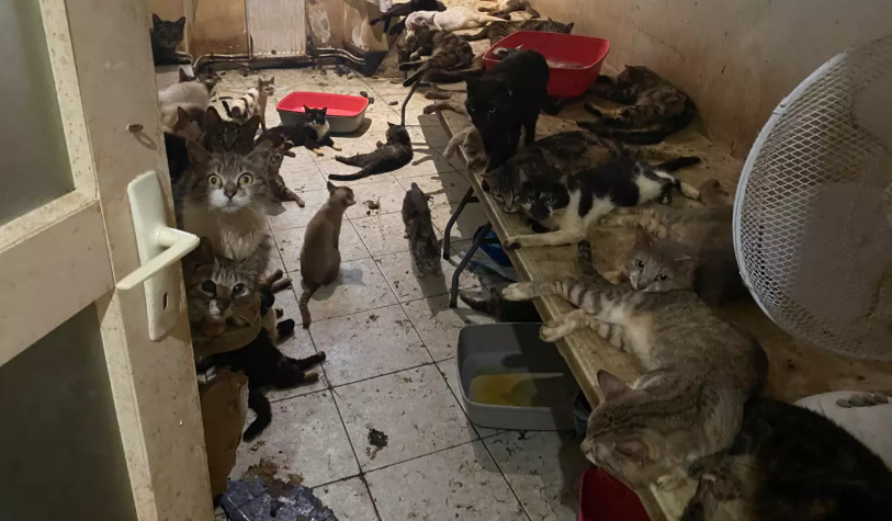 Chats momifiés, cadavres d'animaux, effluves de mort... Dans les Alpes-Maritimes, la série noire des "maisons de l'horreur"