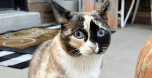 Une chatte vivante expédiée par erreur dans un colis à plus de 1.000 km de chez elle survit miraculeusement