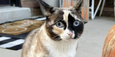 Une chatte vivante expédiée par erreur dans un colis à plus de 1.000 km de chez elle survit miraculeusement
