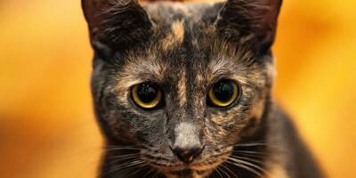 Ils font euthanasier leur chatte après un grave accident et la retrouvent en vie deux mois plus tard dans le Var
