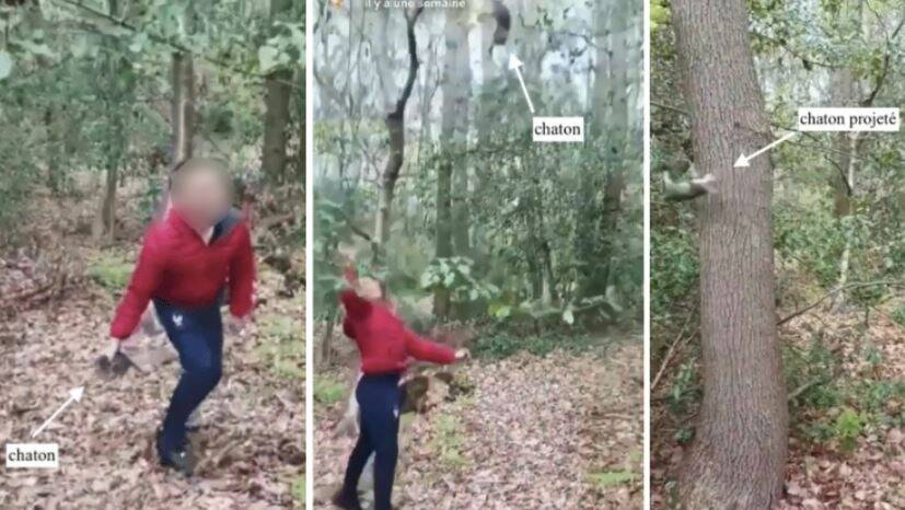 Ils se filment en train de torturer et de tuer des chatons, une plainte déposée