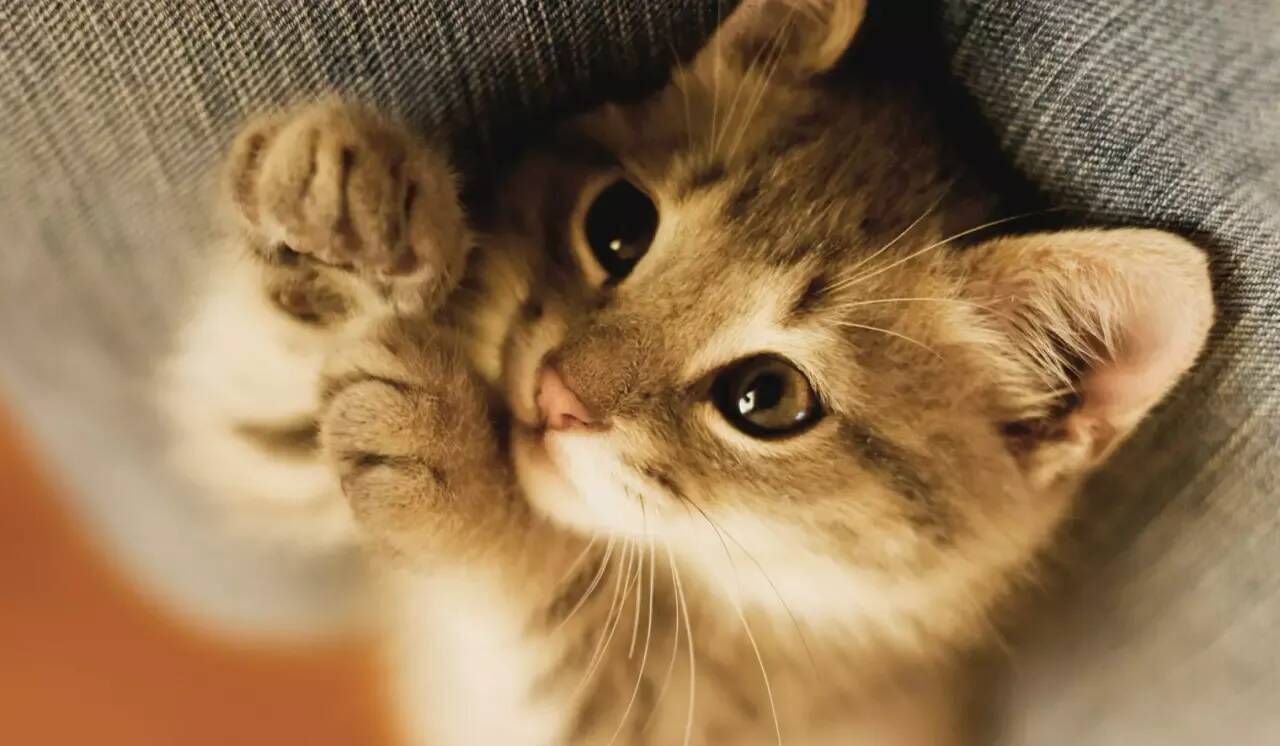 Votre chat s'est échappé sous un TGV? La SNCF lui donne désormais 20 minutes avant de se mettre en marche