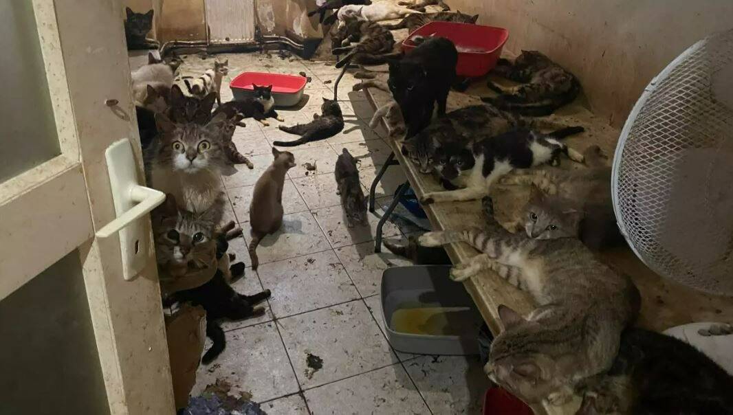 "Je voulais les sauver, on m'a collé l'étiquette de monstre": la dame qui avait 150 chats dans son appartement à Nice se défend