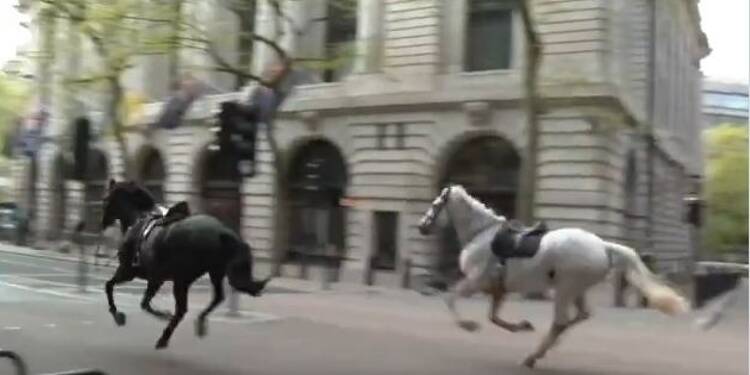 Deux des chevaux rattrapés après leur cavale à Londres sont dans un état grave
