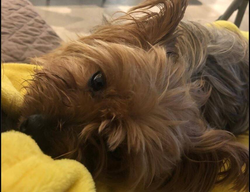 Il ne supporte pas les aboiements du chien de son voisin et lui tire dessus