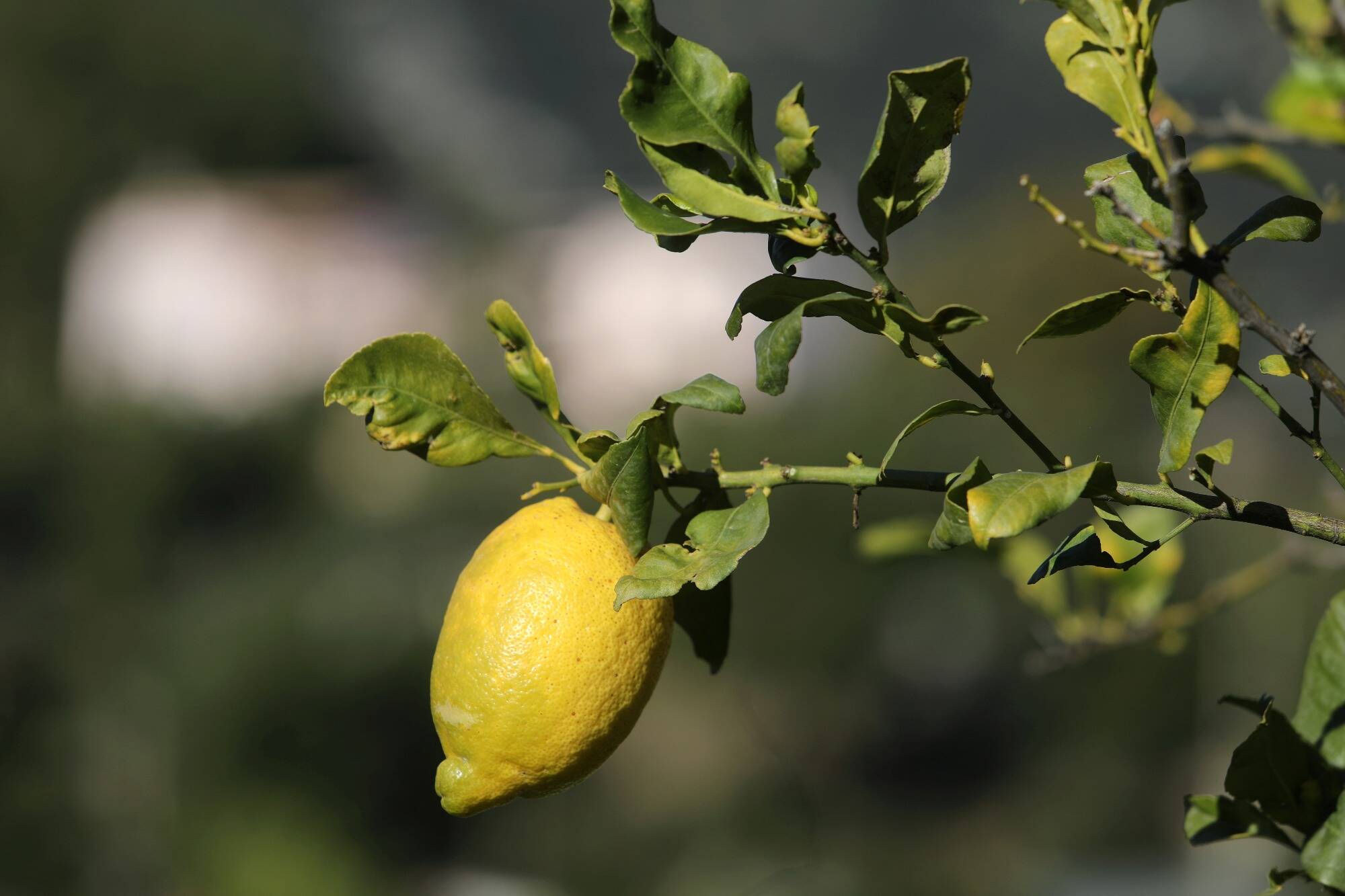 Non, il n'y a pas de musée du citron en vue à Menton... pour l'instant, selon le maire