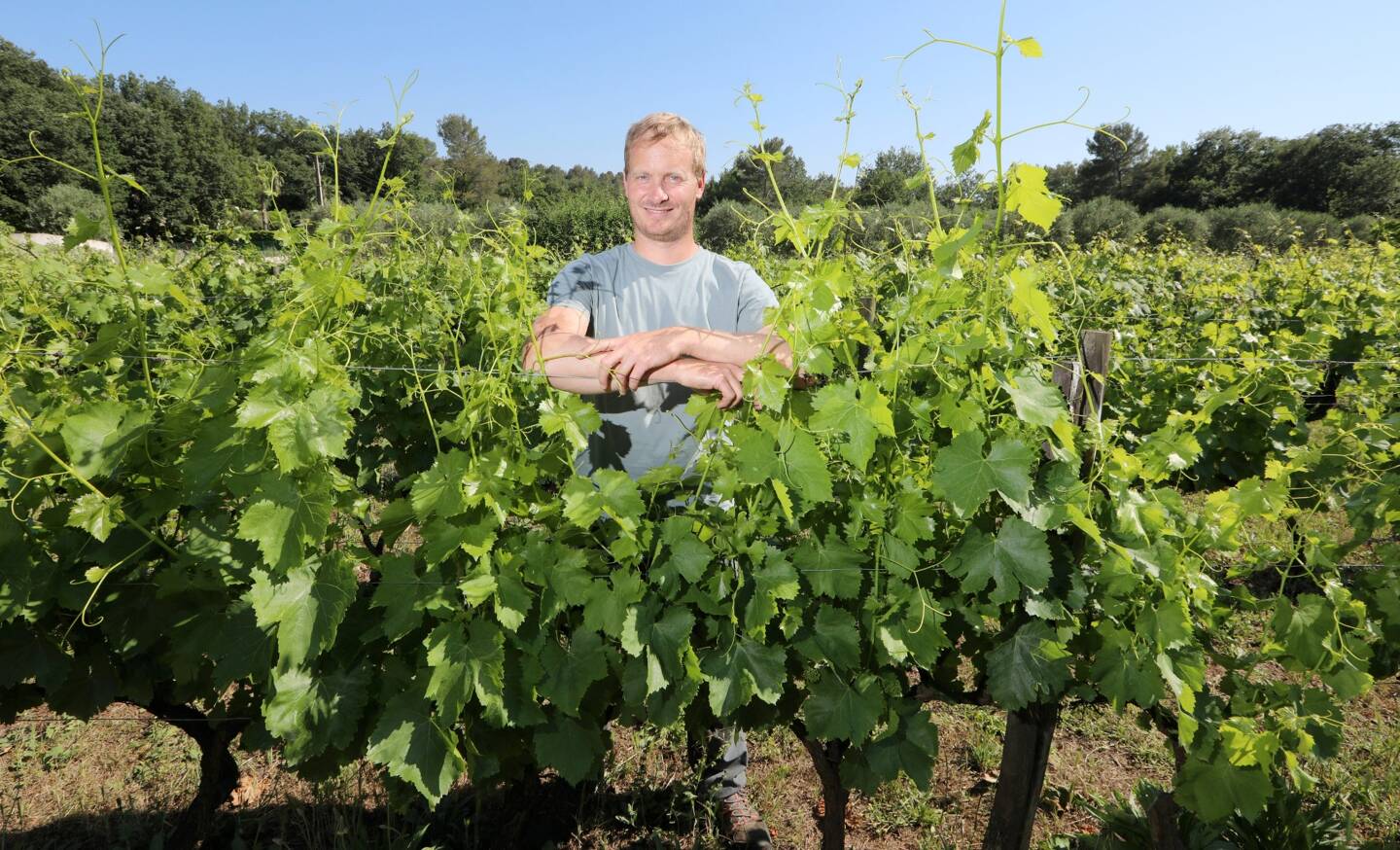 Julien Bertaina cultive ses vignes avec bon sens "comme tout bon paysan".