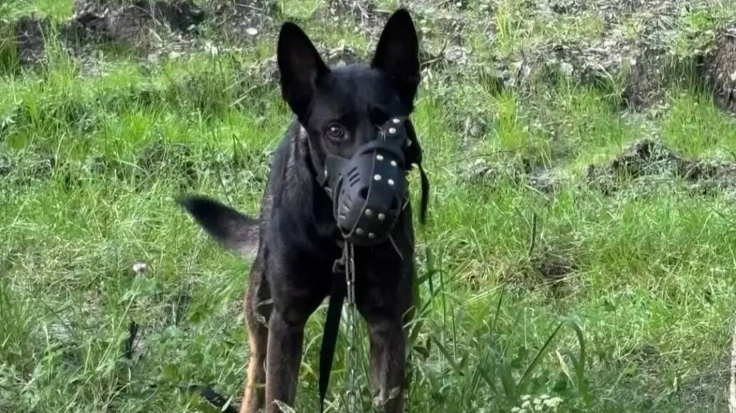 En Corse, un chien abandonné, accroché à un arbre avec un collier étrangleur et une muselière suscite la colère d'une association