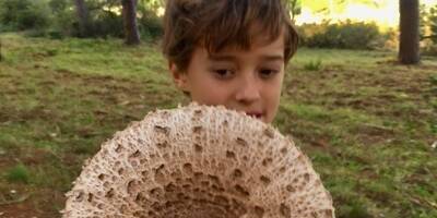 Un champignon de 40 cm de diamètre découvert ce week-end dans le Var