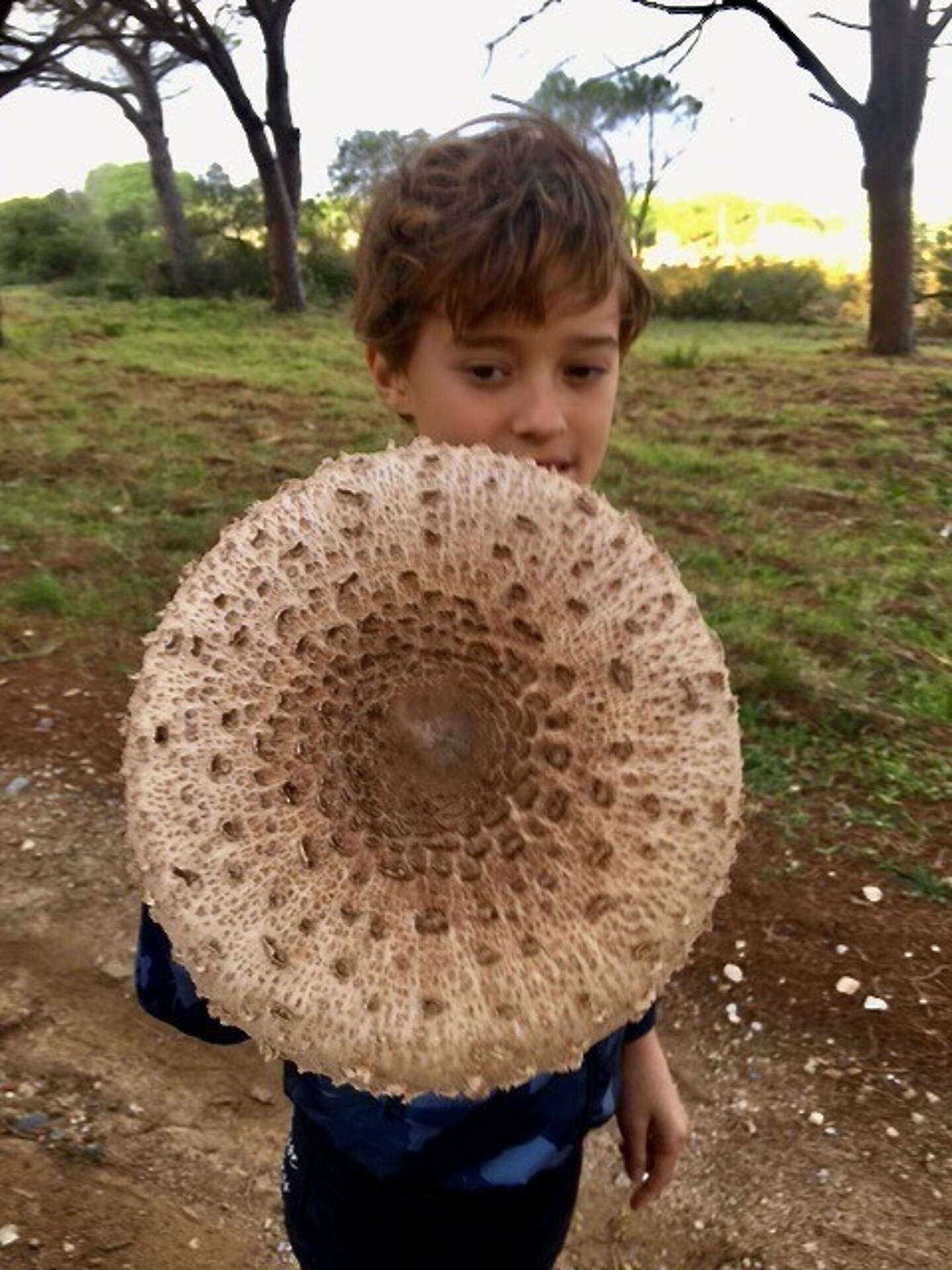 En balade dans la plaine de Ramatuelle, un enfant a découvert une coulemelle géante.