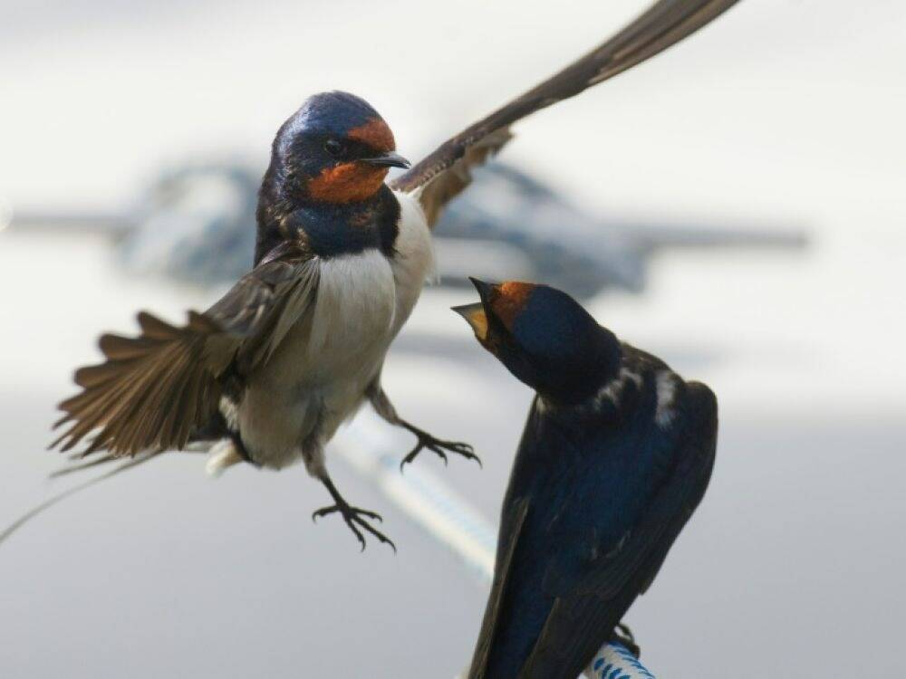 Des nids d'hirondelles détruits à Nice, la Ligue de protection des oiseaux alerte (et attention ça peut vous coûter cher)