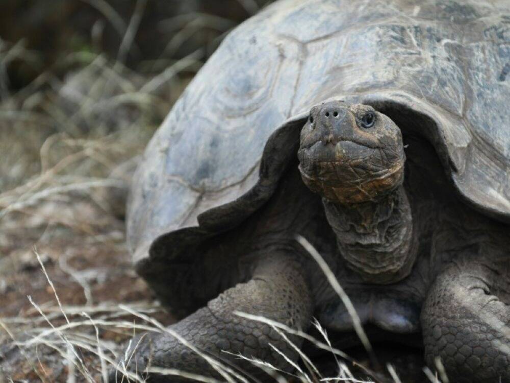 Il avait volé cinq animaux dans un zoo, un an de prison ferme pour le principal suspect