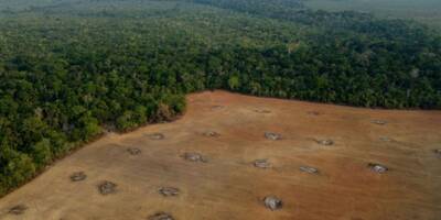 Une ONG pointe l'inaction de nombreuses grandes entreprises contre la déforestation