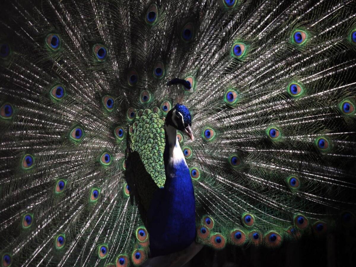 Un youtubeur arrêté en Inde pour avoir cuisiné un curry de paon, espèce protégée