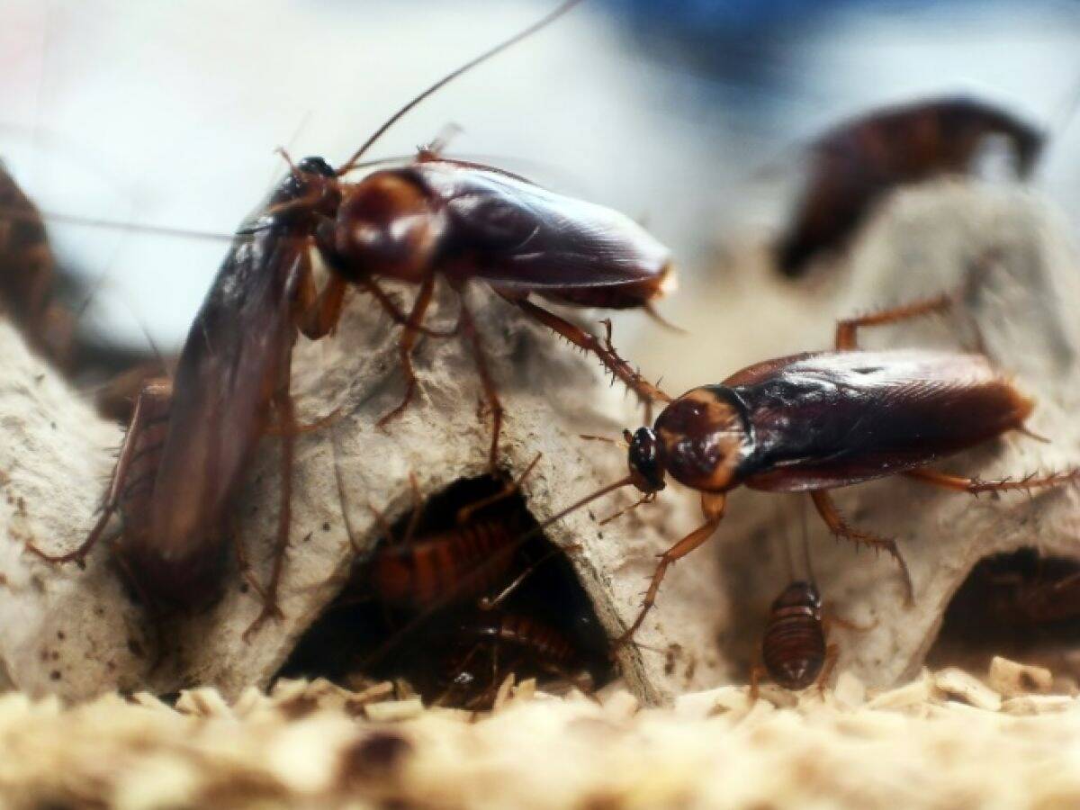 "Ça se reproduit très très vite": cette ville du sud de la France est envahie par les cafards avec la vague de chaleur