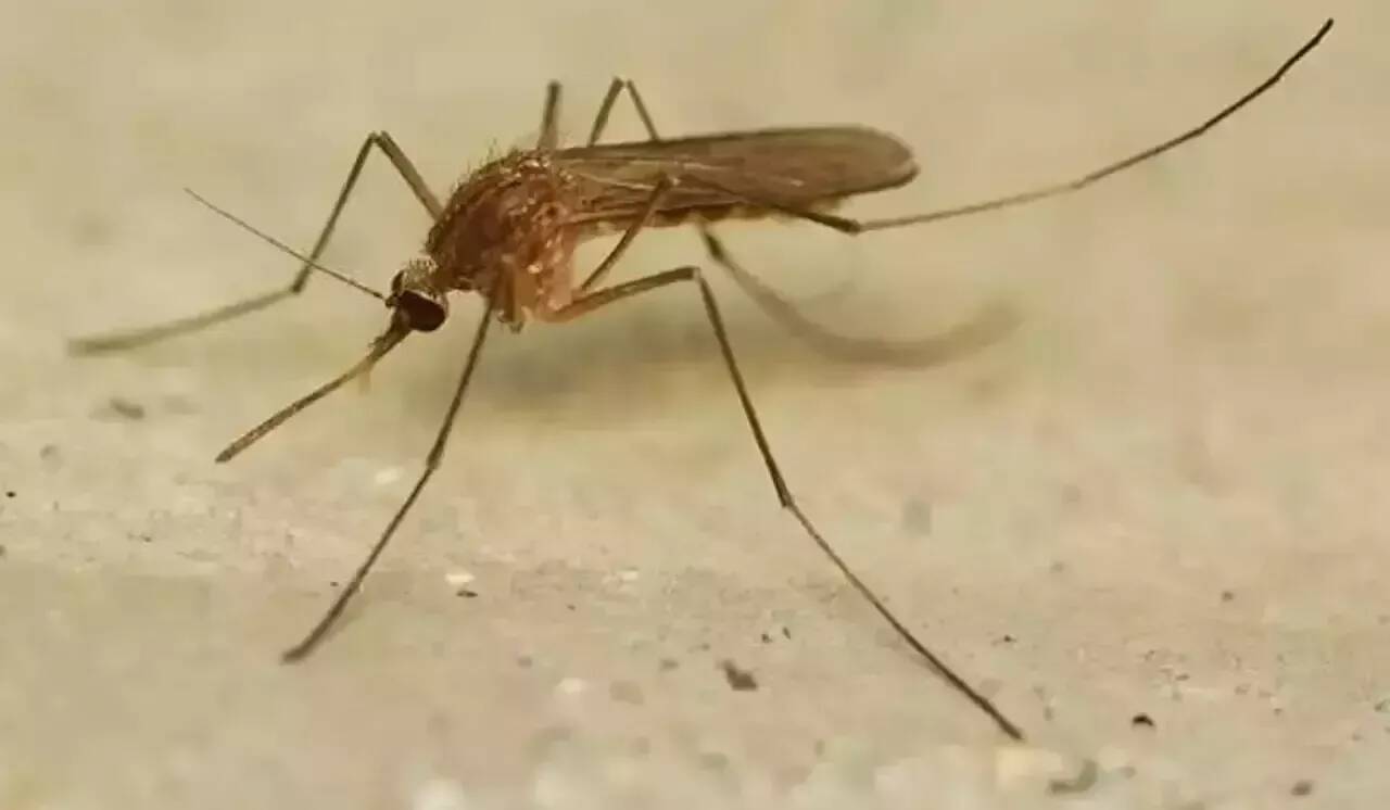 Trois questions pour tout savoir sur le virus du Nil occidental, dont deux cas ont été détectés dans le Var et les Alpes-Maritimes