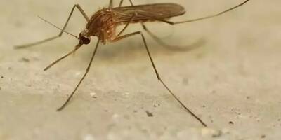 Trois cas du virus du Nil Occidental détectés dans la région, le Var et les Alpes-Maritimes concernés