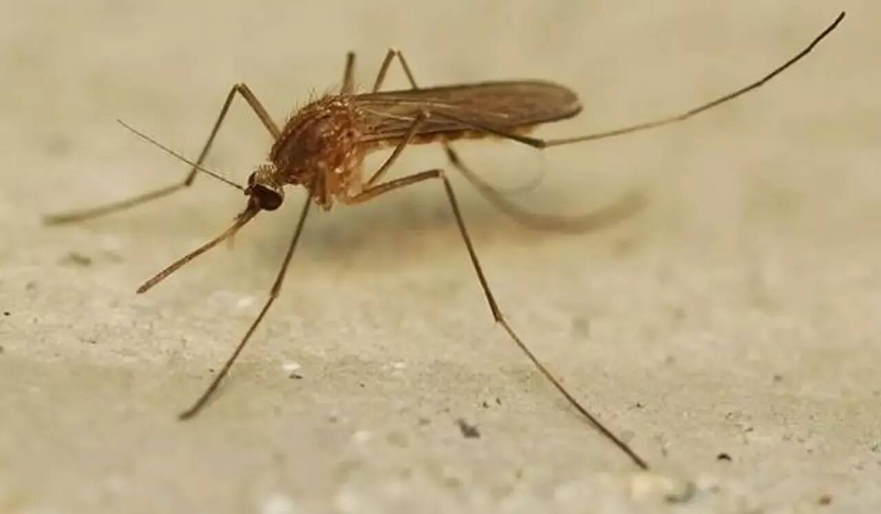 Trois questions pour tout savoir du virus West-Nile, dont deux cas ont été détectés dans le Var