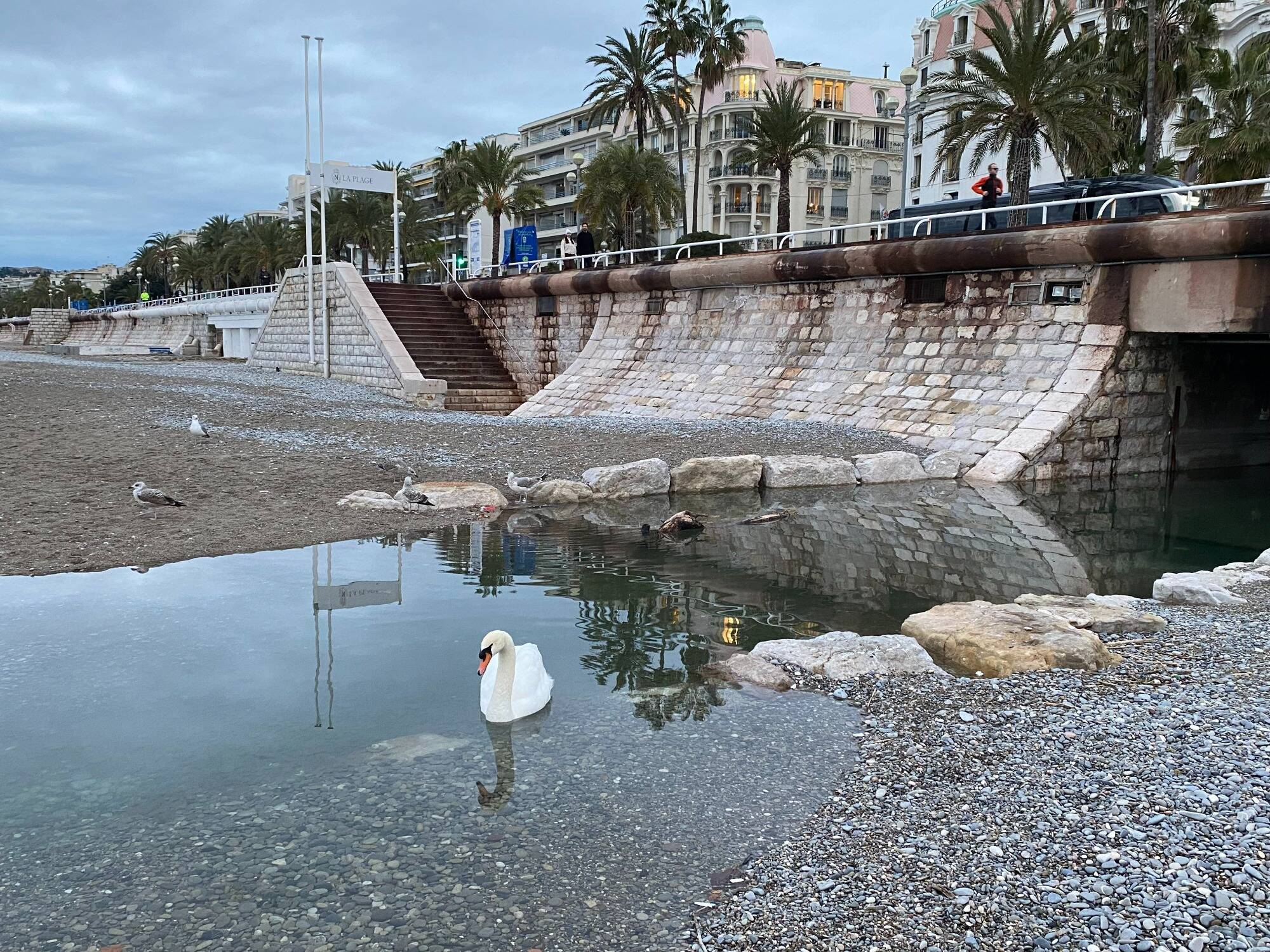 L'avez-vous vu? Un cygne foule la plage et devient l'attraction de la Promenade des Anglais