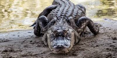 Quatre alligators du Mississippi saisis par les douaniers à un péage