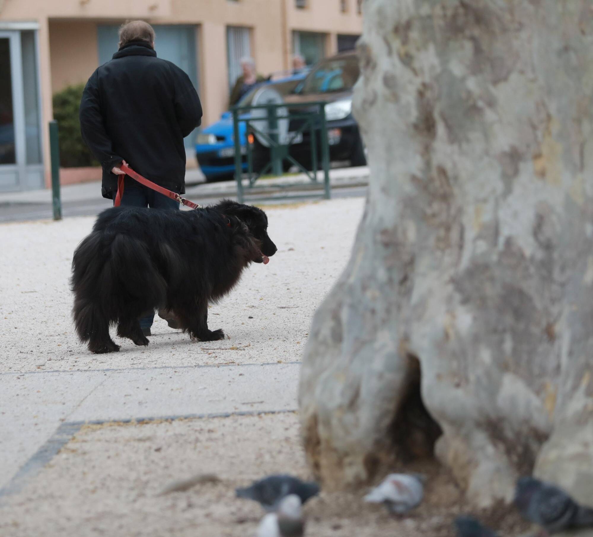 Le coup de gueule de la mairie de Fontan contre les déjections canines et le pillage de sacs dédiés
