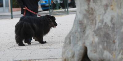 Mégots ou déjections canines non ramassés: une ville fait passer l'amende à 1.000 euros
