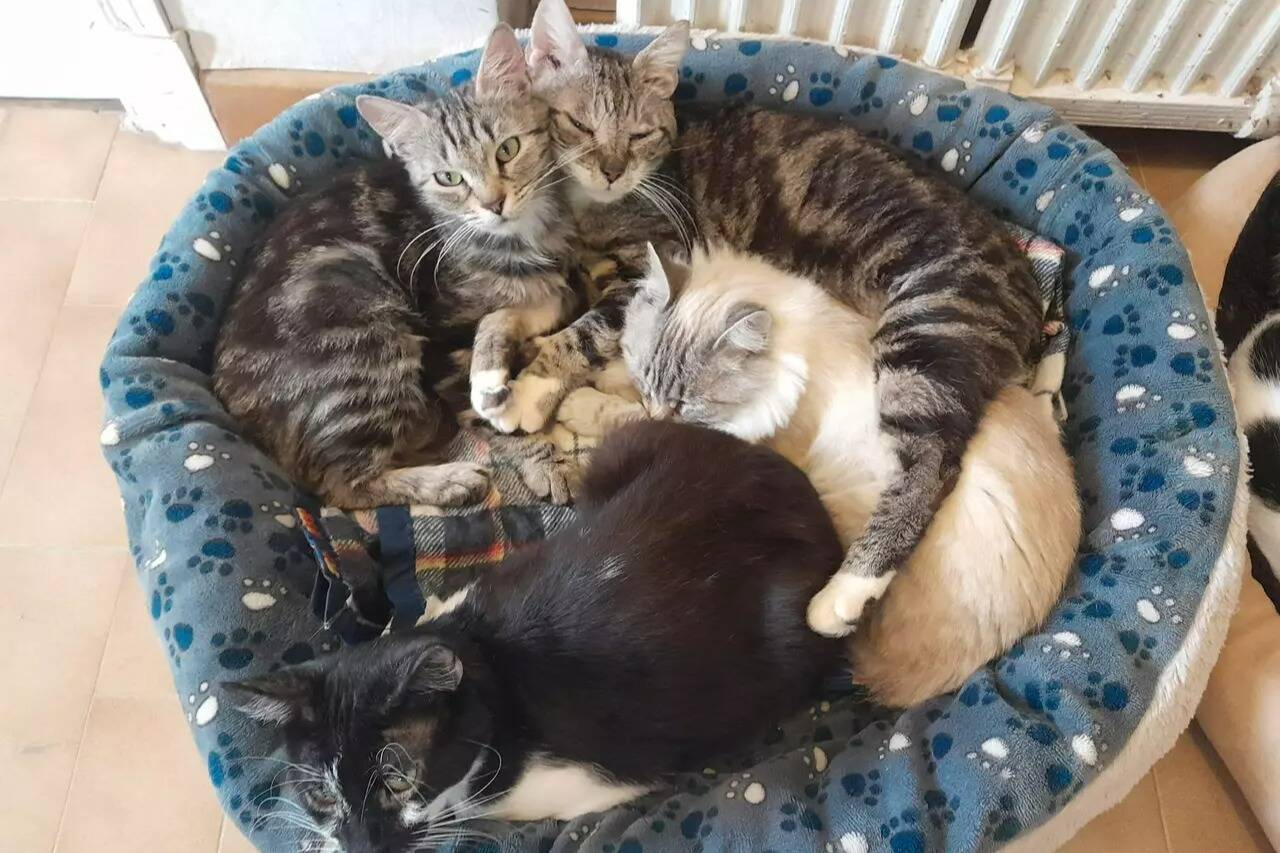 "Ils vont super bien nos loulous": on vous donne des nouvelles des chats et des chiens retrouvés entassés dans un deux-pièces à Nice