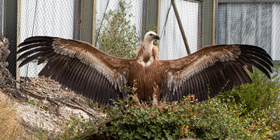 Comment la Ligue pour la protection des oiseaux a sauvé un vautour fauve victime d'un tir à la tête dans le Mercantour