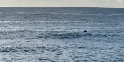 Un moment hors du temps: un dauphin aperçu devant le Negresco, ce lundi matin