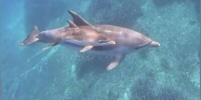 Des images incroyables de dauphins filmées entre les îles de Lérins à Cannes