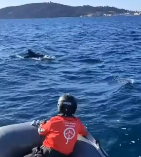 En apprenant à naviguer, des enfants tombent "nez à nez avec des dauphins en pleine rade de Toulon