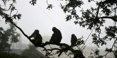 Deux hommes arrêtés pour avoir volé de l'argent à l'aide de singes en Inde
