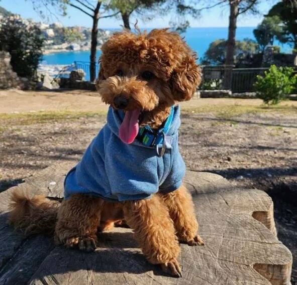 "Les séjours réussis demandent de l'organisation mais on y arrive toujours": comment ces Azuréens relèvent-ils le challenge des vacances avec leur chien