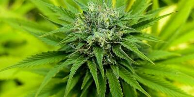 Les plants de cannabis étaient vendus en grande surface et dans des jardineries du Puy-de-Dôme