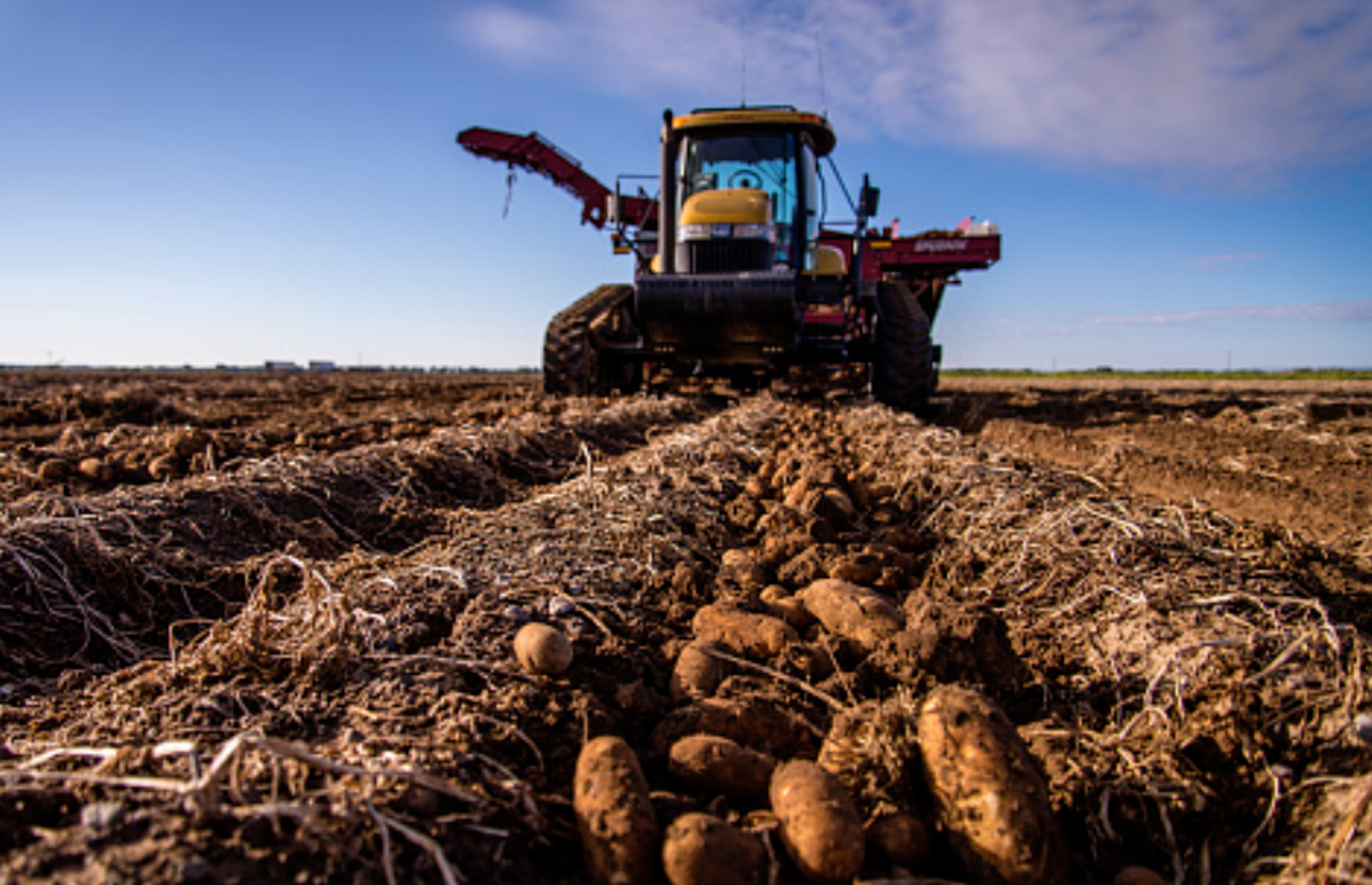 Savez-vous ce qu'est "la parmentière", cette fête que va célébrer ce village à la frontière des Alpes-Maritimes?