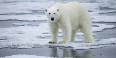 Canada: une nouvelle étude sonne l'alarme concernant les ours polaires