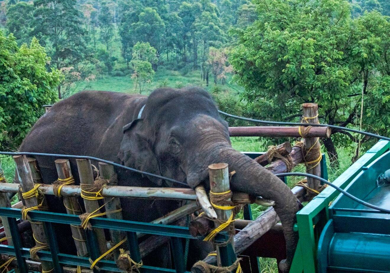 Il avait tué au moins six personnes, la capture d'un éléphant sauvage et amateur de riz en Inde