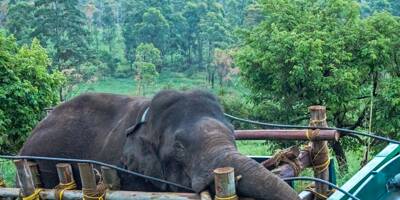 Il avait tué au moins six personnes,, la capture d'un éléphant sauvage et amateur de riz en Inde