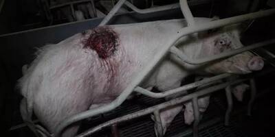 Soupçonnés de mauvais traitements par L214, deux élevages de porcs suspendus en Bretagne