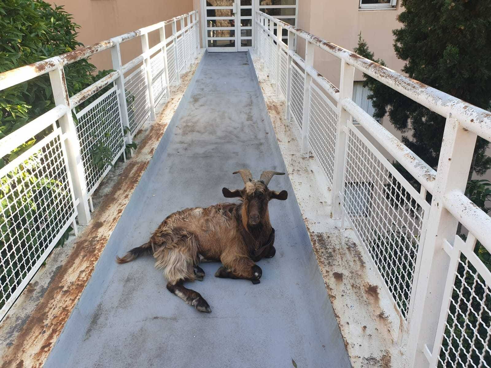 Ils tombent nez à nez avec un bouc allongé devant l'entrée de leur résidence à Cap-d'Ail