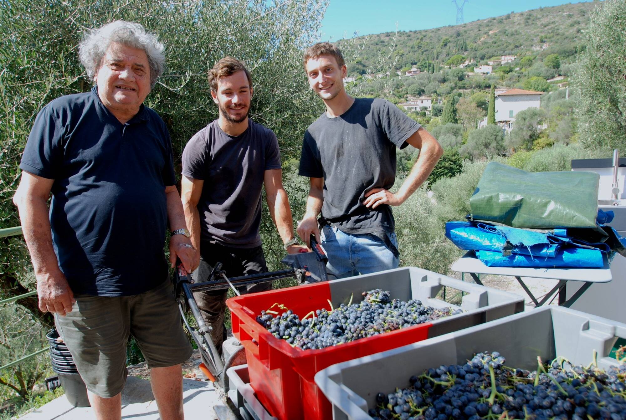 En restanques, bien exposé... On sait où se trouve le plus petit vignoble des Alpes-Maritimes