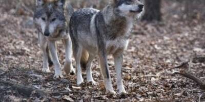 Nouvelle attaque de loups dans le Var: une quinzaine de moutons tués dans le massif des Maures