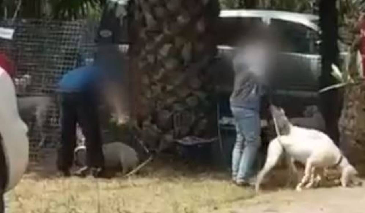 "Un bon chasseur aime les chiens": le président dun club canin réagit à la vidéo du chien frappé à Roquebrune