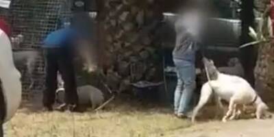 Un éleveur varois primé à un concours d'élevage filmé en train de frapper son chien