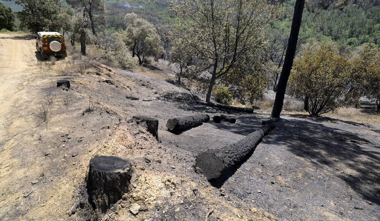 Même avec les pluies du printemps, on vous explique pourquoi la forêt reste vulnérable dans le Var et les Alpes-Maritimes