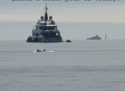Des dauphins et un cachalot jouent les stars à Cannes en plein Festival, découvrez les images
