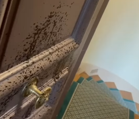 "Jusqu'où iront-ils?": le domicile de la militante écologiste Claire Nouvian vandalisé avant sa venue à l'Unoc à Nice