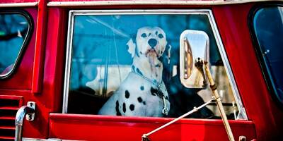 Si je vois un animal enfermé, en plein soleil, dans une voiture, est-il possible de briser la vitre?